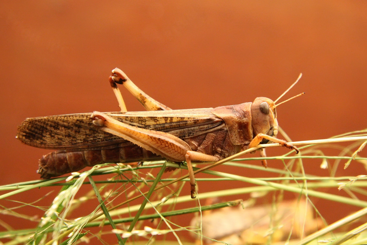 Une friandise au salon du survivalisme - mangez des insectes !